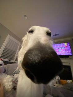 a close up of a dog's face with a television in the background and stuffed animals