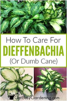 Dieffenbachia Care, Dieffenbachia Houseplant, Soil Fertilizer, Plant Care Houseplant, Inside Plants, Smart Garden, Growing Plants Indoors, Indoor Plant Care, House Plant Care