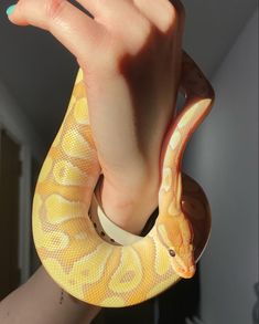 a person holding a yellow snake in their hand