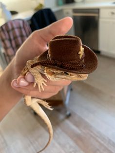 a small lizard wearing a cowboy hat in someone's hand