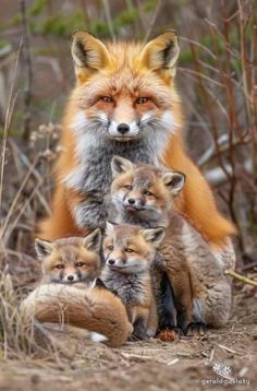 Wild Animals Photos, Wild Animals Pictures, Animals Amazing, Wild Dogs, Baby Fox, Wildlife Animals, Cute Animal Pictures, Sweet Animals