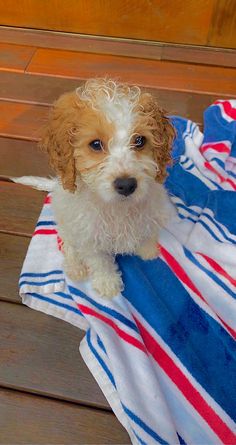 a small brown and white dog sitting on top of a blue and red striped towel