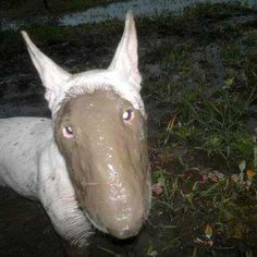 a close up of a horse with mud on it's face