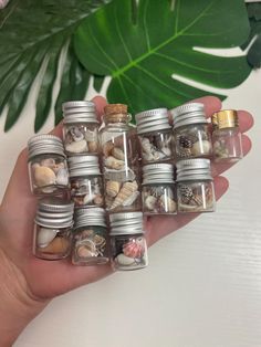 small glass jars filled with shells and seashells in front of a green plant