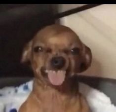 a brown dog sitting on top of a bed with its tongue out and it's mouth open