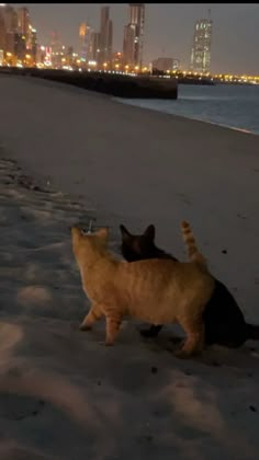 two cats are playing on the beach in front of the city lights at night time