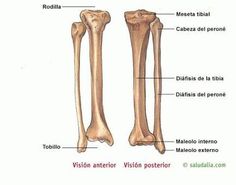 an image of the bones of two different types of human body parts, labeled in spanish