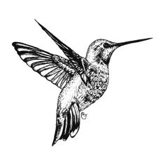 a black and white drawing of a hummingbird flying with its wings spread wide open