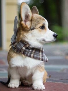 a small brown and white dog wearing a scarf