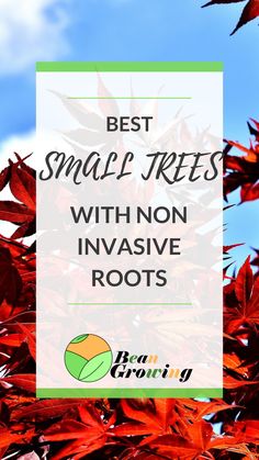 red leaves with the words best small trees with non - invasive roots on it