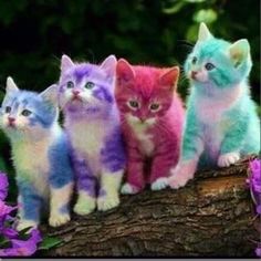 five kittens sitting on top of a log in front of some purple and pink flowers