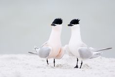 two birds standing next to each other on top of snow covered ground with their beaks in the air