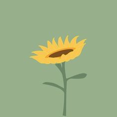 a yellow sunflower on a green background with the shadow of it's petals