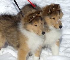 two brown and white puppies are standing in the snow with their leashes on