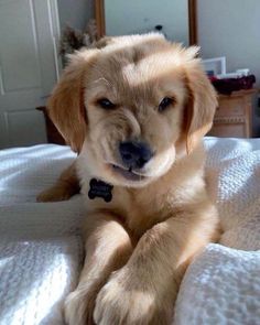 a dog laying on top of a bed with his paw up to the camera lens