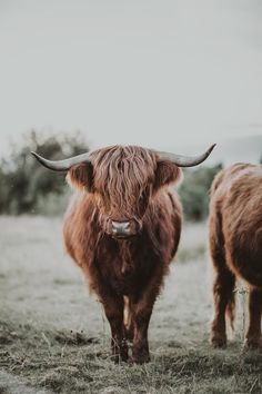 two brown cows standing on top of a grass covered field