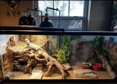 a fish tank filled with rocks and plants