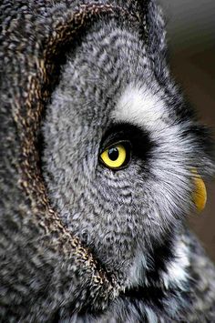 an owl with yellow eyes is looking at the camera while it's close up