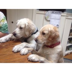 two white dogs sitting on top of a wooden table