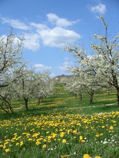 a field full of flowers and trees under a blue sky