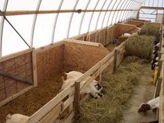 several goats are eating hay in their pen