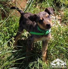 a small brown and black dog standing on top of a lush green field next to tall grass