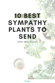 succulents and other plants with the words 10 best sympathy plants to send