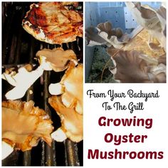 mushrooms cooking on the grill with text overlay that reads from your backyard to the grill growing oyster mushrooms