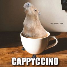 there is a small animal sitting in a coffee cup with the caption captioned cappyccino