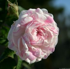 a pink and white flower with green leaves