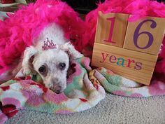 When you’re 1️⃣6️⃣ years old in 🐶 Doggie Years & that equals 1️⃣1️⃣2️⃣ years old in 👵🏻 people years, you’ve earned the right to lay down for your 🎂#Birthday Picture if you want to! Happy #16 to our number one #PoshinatePet 💕 Stella!! Stop in to see her this Saturday & help us #Celebrate 🎉this Sweet old girl! #PoshinateKiddos 305 S #Minnesota Ave #StPeter Birthday Picture, Number One, Celebrities, Animals