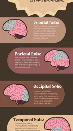 the anatomy of the human brain and its functions in different areas of the body, including the