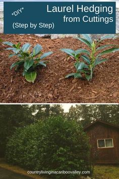 two pictures with the words laurel hedging from cuttings