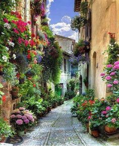 an alley way with flowers and potted plants