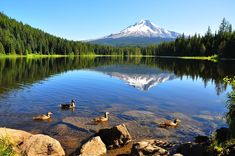 several ducks are swimming in the water near some rocks and trees with a mountain in the background