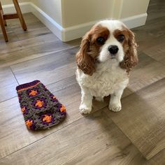 a brown and white dog sitting next to a crocheted oven mitt