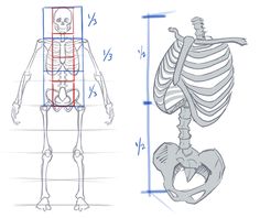 the skeleton is shown in three different positions, and it's measurements are indicated