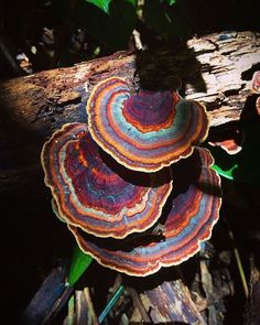 a group of mushrooms sitting on top of a tree branch