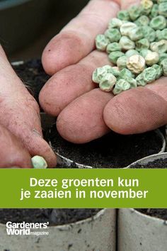 two hands holding small plants in dirt pots with the words deze groeten kun je zaaien in november