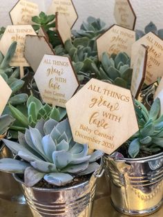 small potted plants with wooden signs on them