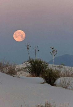 a full moon is seen in the sky above some bushes and grass on a snowy hill