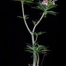 a plant with pink flowers and green leaves