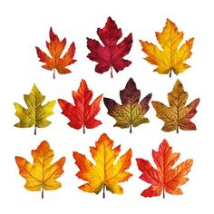 a bunch of different colored leaves on a white background