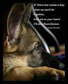 a german shepard dog laying down with his paw on the keyboard and looking at something