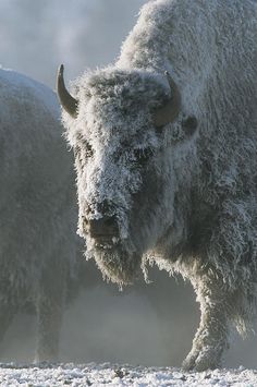 two bison standing next to each other in the snow