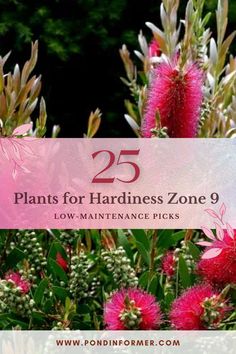 pink flowers with the words 25 plants for hardness zone 9 low maintenance picks on top