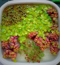 green and red plants in a white container