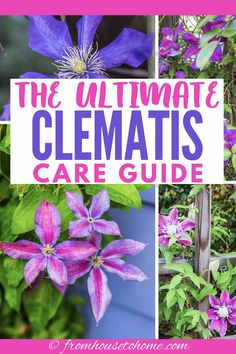 Clematis Vine Care: Planting, Growing and Pruning Tips Pruning Clematis, Perennial Flowering Vines, House To Home, Garden Therapy, Climbing Flowers