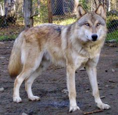 a wolf is standing in the dirt near a chain link fence and looking at the camera