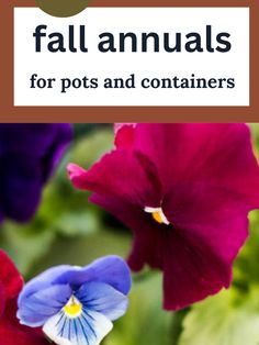 fall flowers in a pot Fall Pansies Containers, Fall Annuals For Pots, Pansies In Containers, Flowers For Pots, Flower Fertilizer, Mums In Pumpkins, Fall Container Gardens, Ornamental Cabbage, Fall Containers